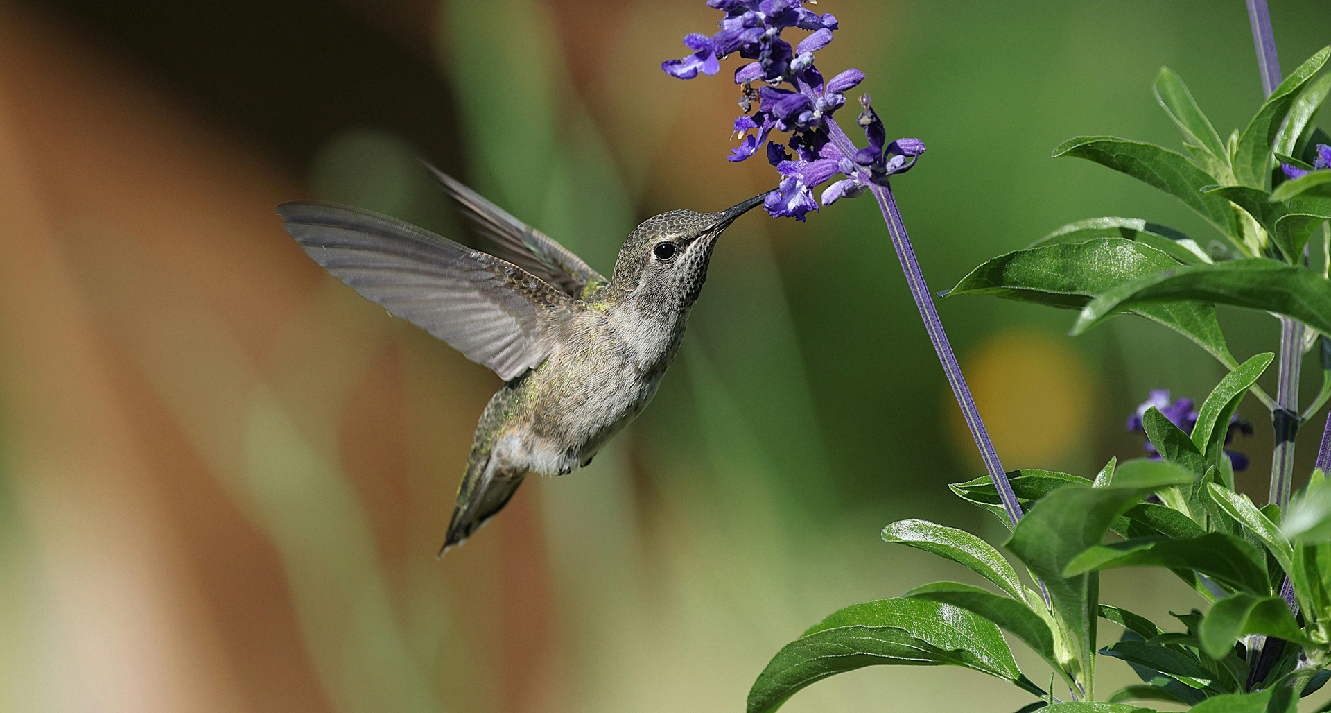 Klinická psychologie Salvia